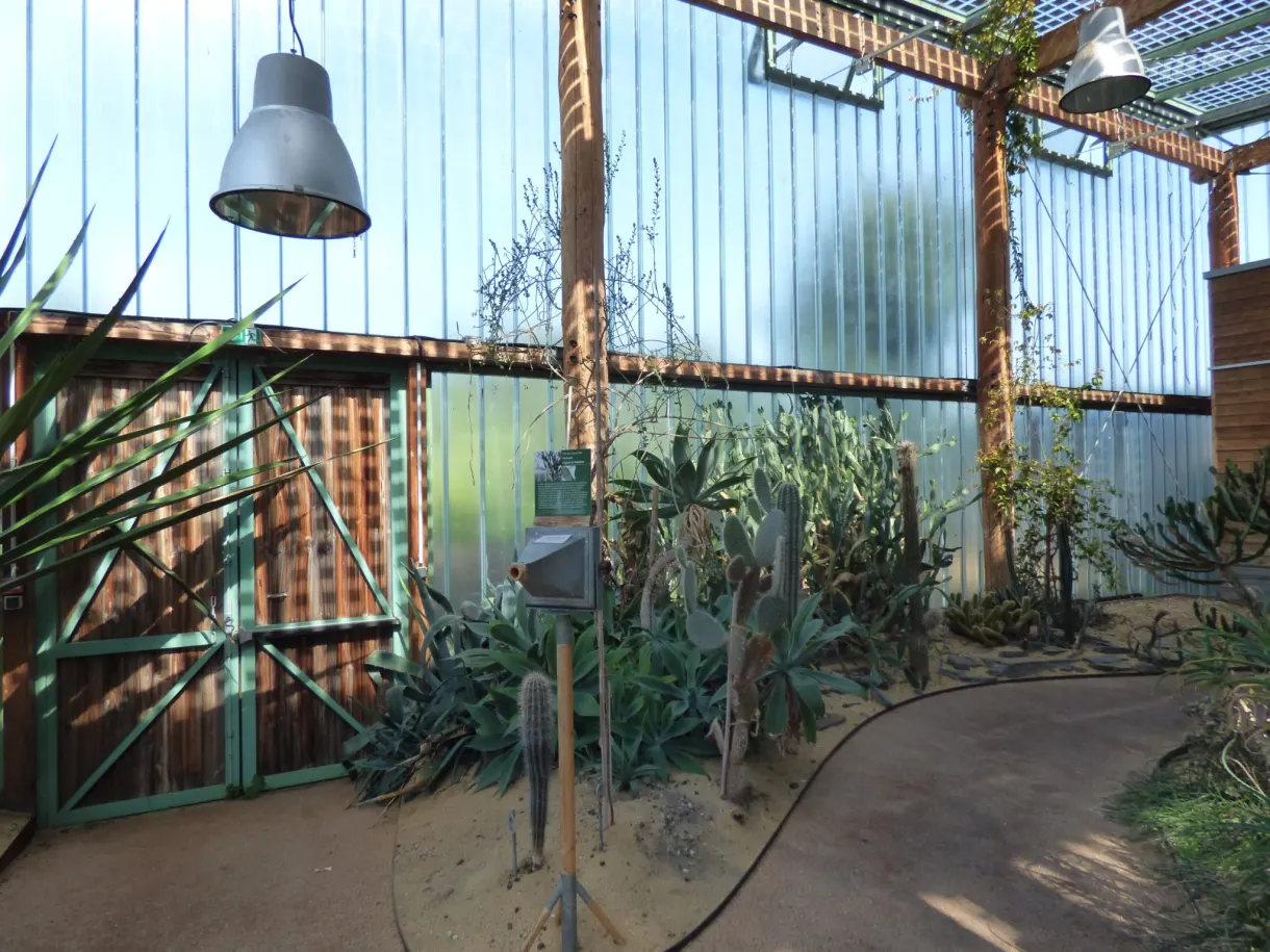 Serre aux plantes grasses derrière une paroi de verre nervurée