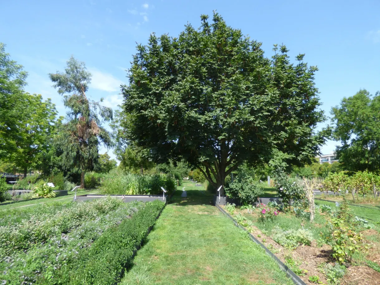 Grand arbre isolé au milieu des carrés cultivés d'un jardin botanique