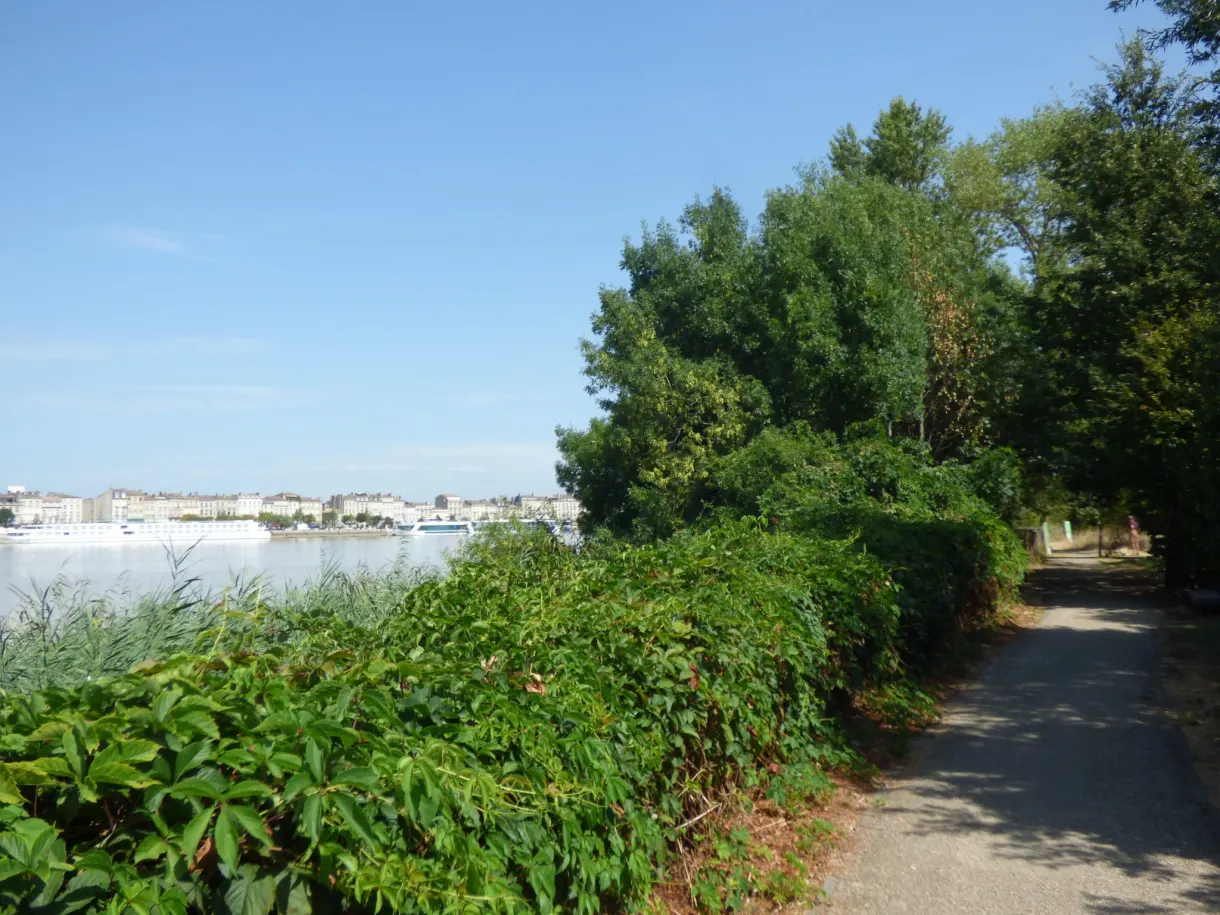 Sentier bordé de broussailles longeant la Garonne