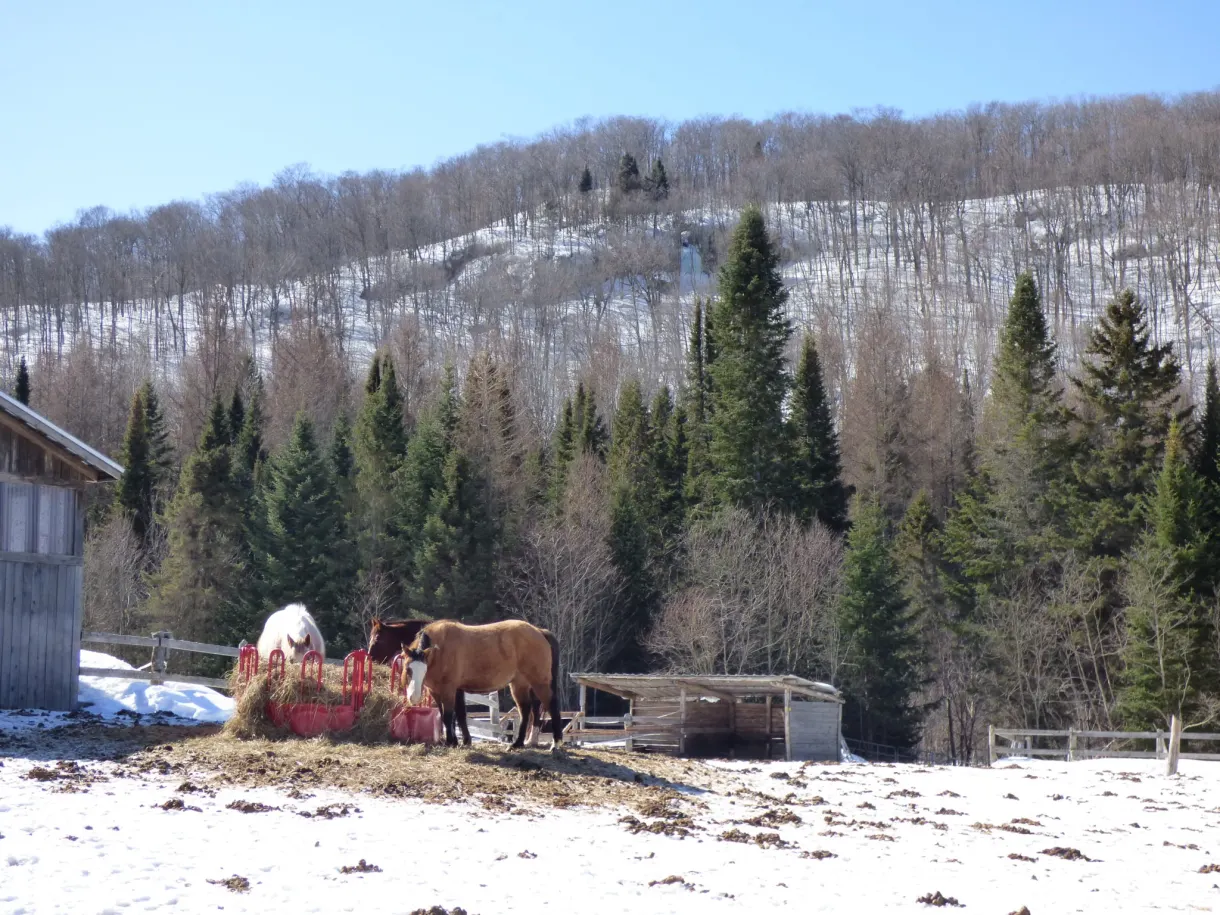 Chevaux mangeant du foin devant la forêt enneigée