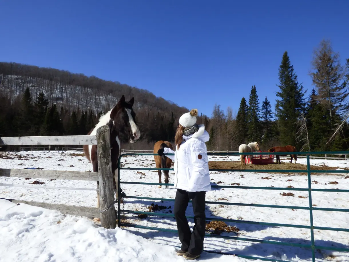 Visiteuse caressant les chevaux le long de la clôture