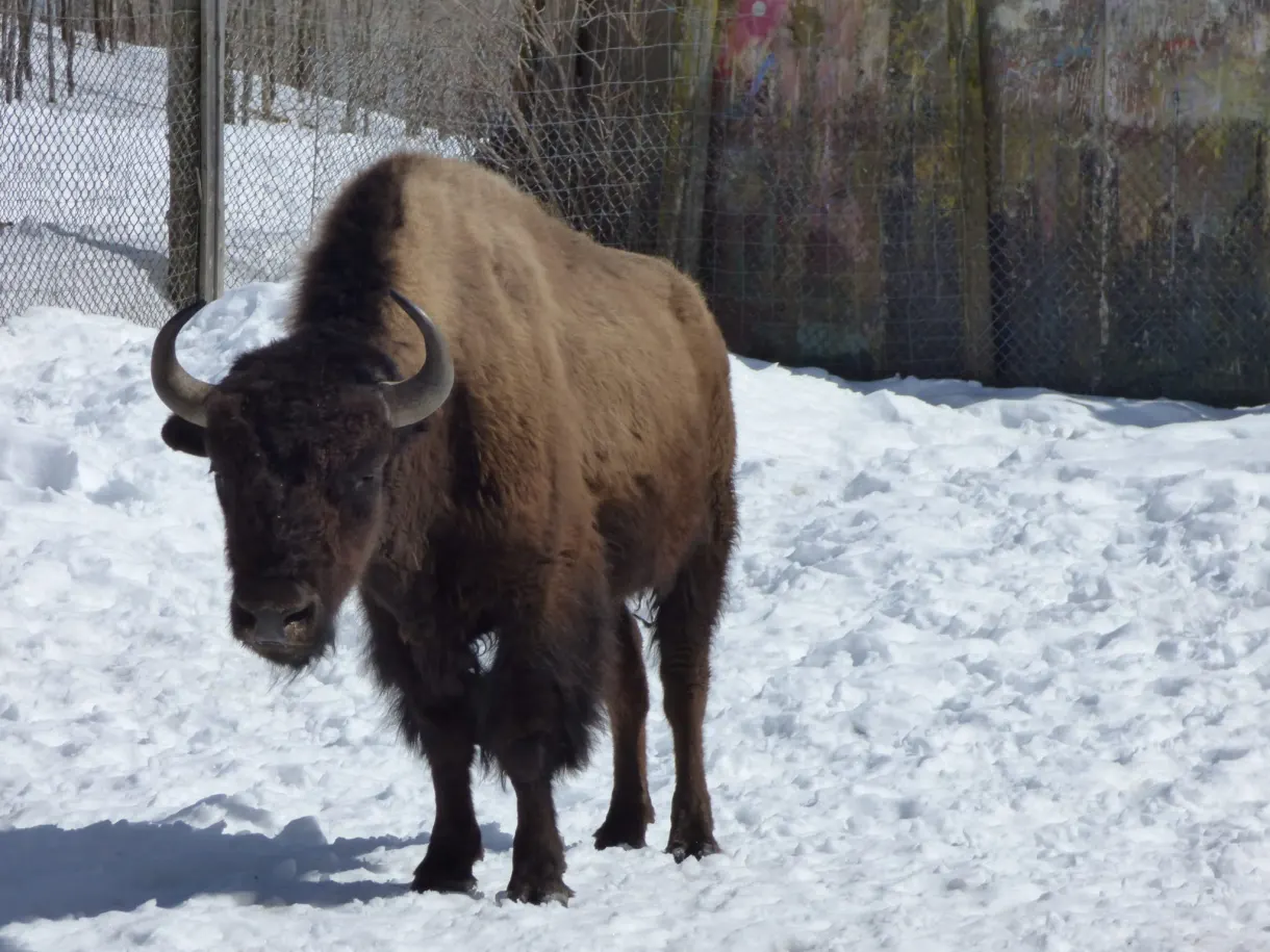 Bison de face dans la neige devant le grillage de l'enclos