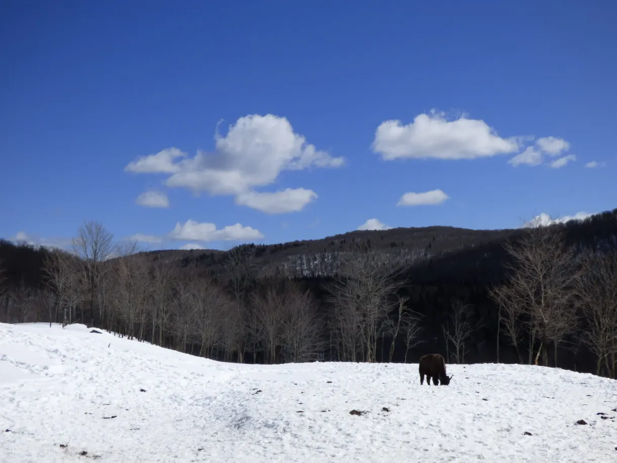 Bison isolé au milieu d'un pré enneigé et de collines boisées