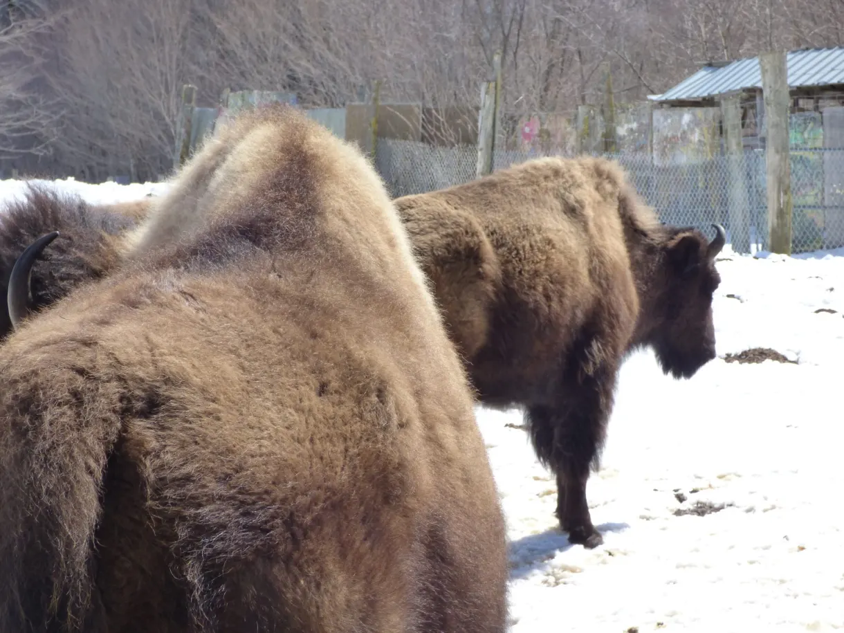 Deux bisons au pelage épais côte à côte dans la neige