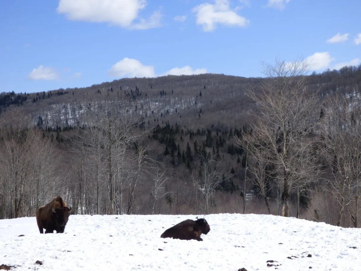 Bisons couchés sur la neige au pied des arbres nus