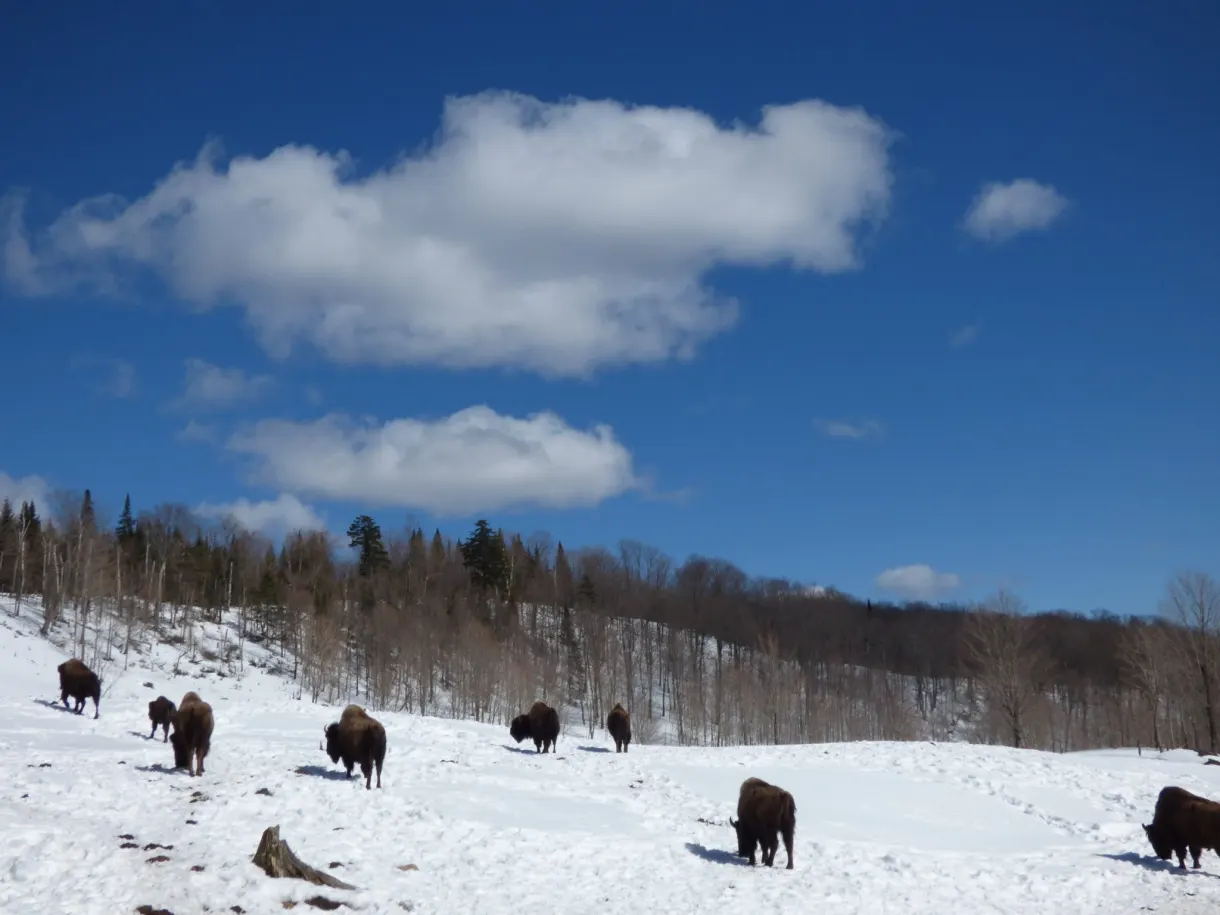 Troupeau de bisons dispersé sur un versant enneigé