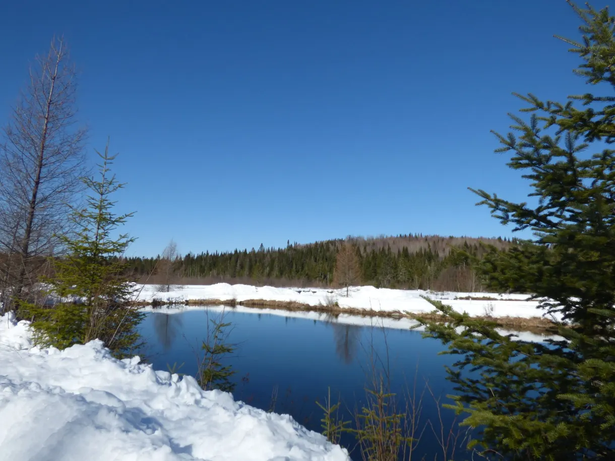 Étang bleu cerné de sapins et de bancs de neige