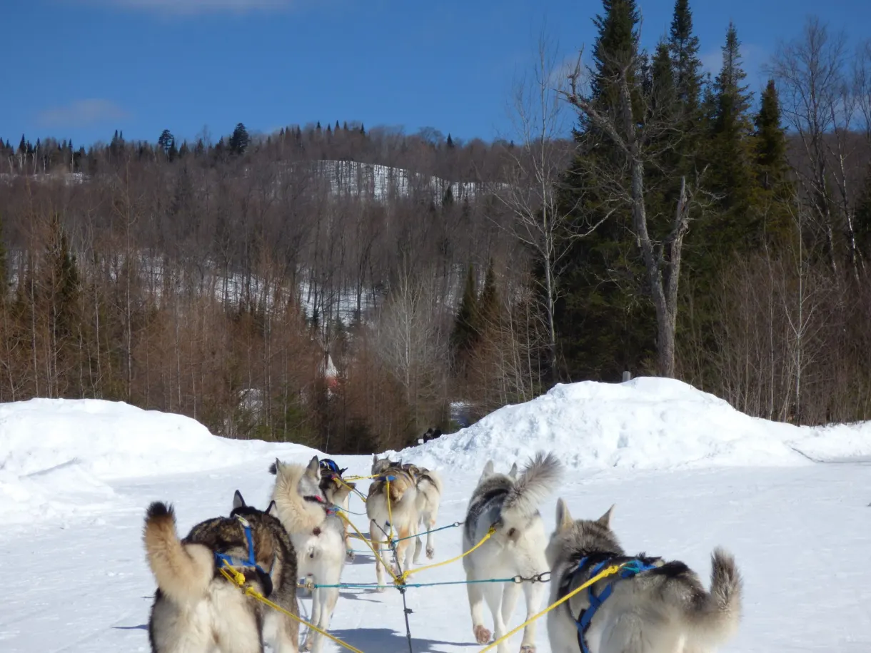 Chiens de traîneau harnachés à l'arrêt dans la neige