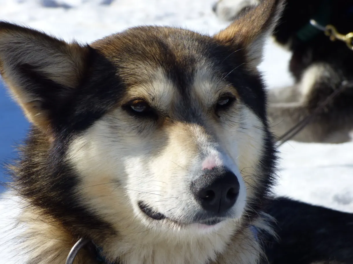 Husky brun et blanc de face, museau au premier plan