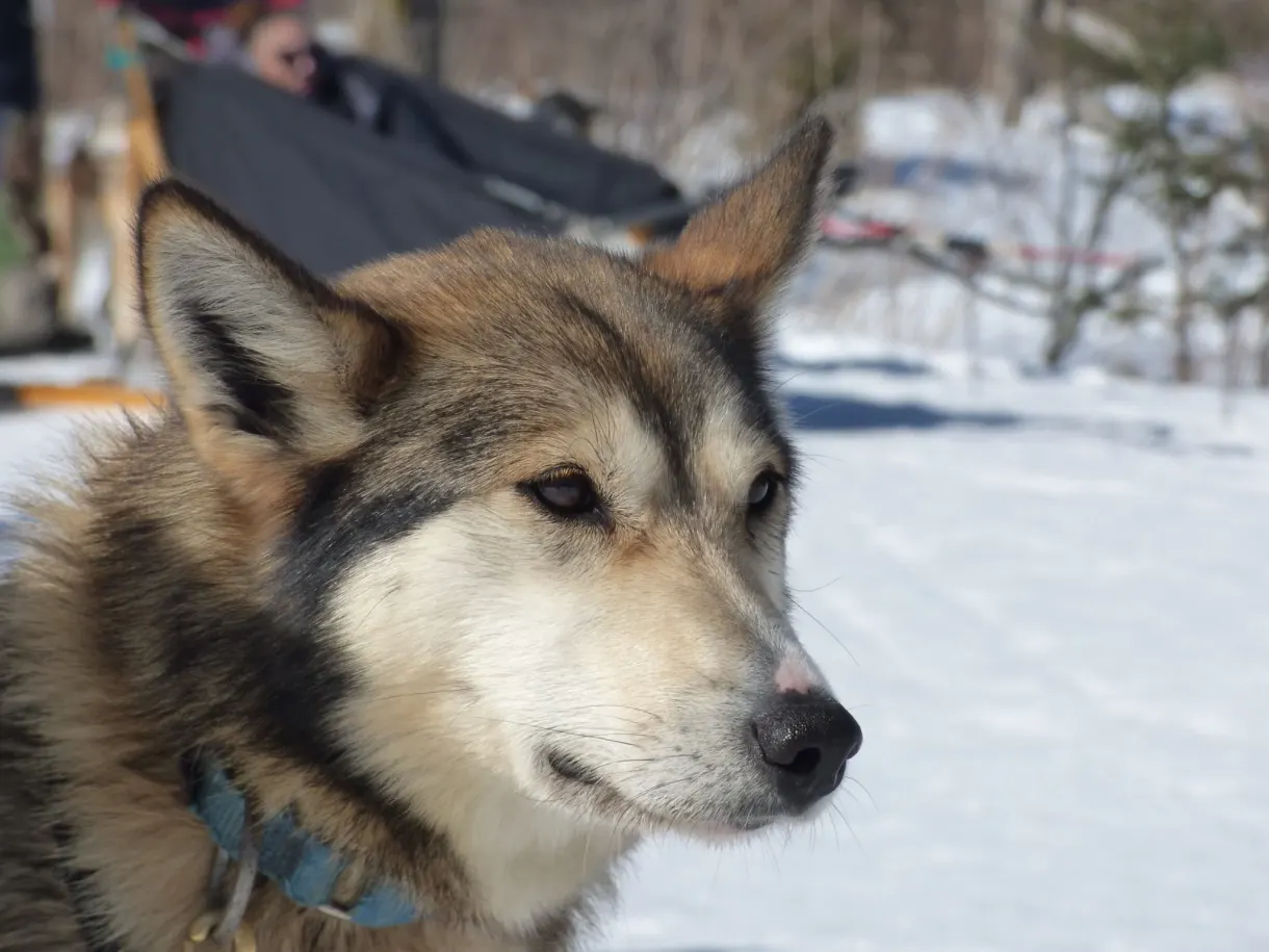 Husky de profil, oreilles dressées vers la piste