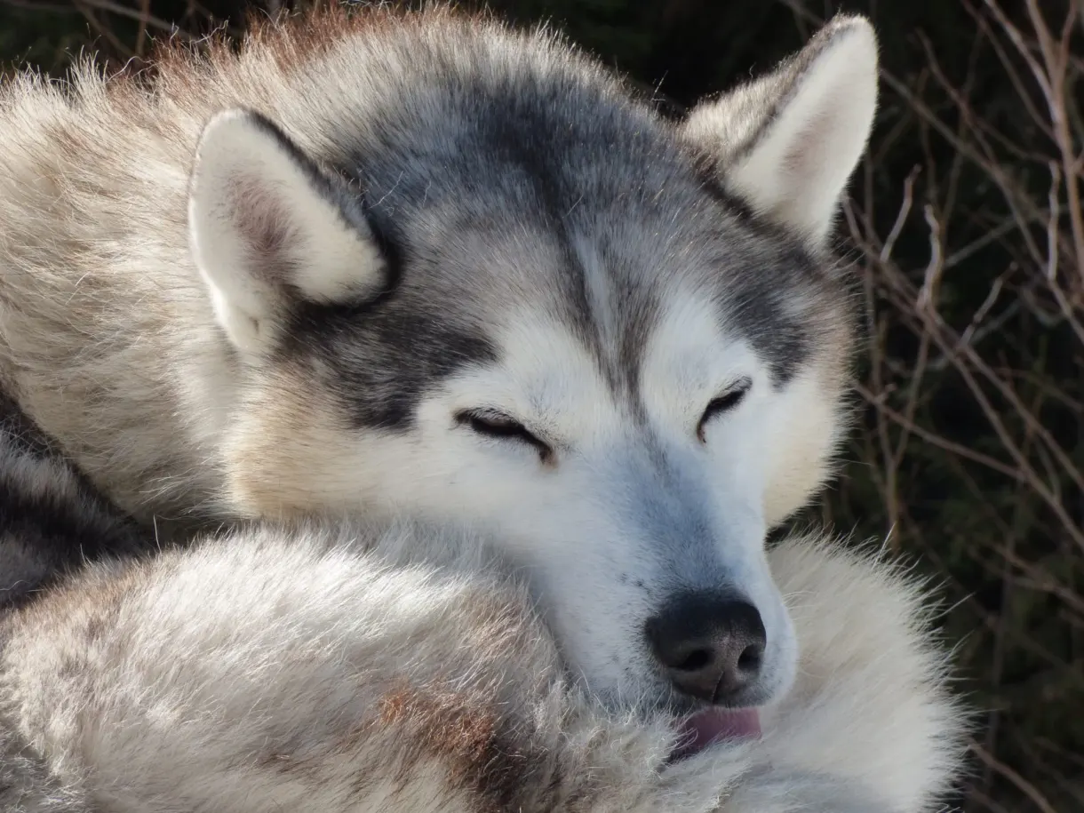 Husky gris assoupi, tête posée sur son flanc