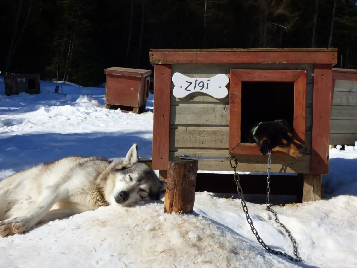 Chien couché dans la neige devant sa niche nommée Zigi