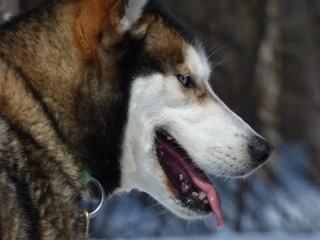 Husky la gueule ouverte et la langue sortie