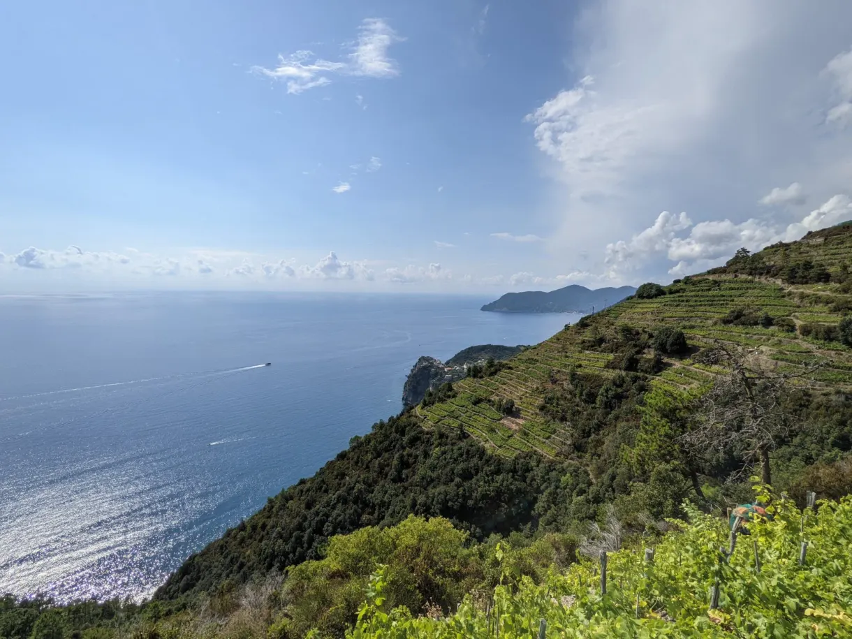 Colline plantée de vignes au-dessus d'une mer scintillante