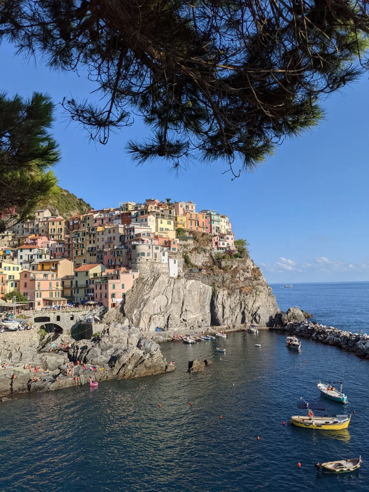 Manarola encadrée par les branches d'un pin parasol