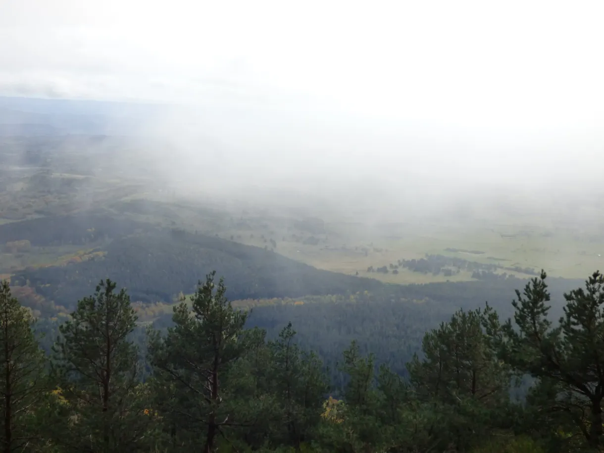 Wooded slope disappearing beneath a scarf of mist