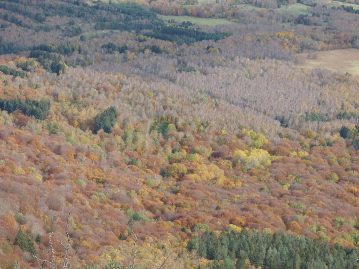 Russet and golden autumn canopy seen from the heights