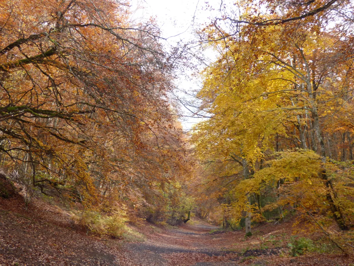 Yellow and orange beeches above a path covered with leaves