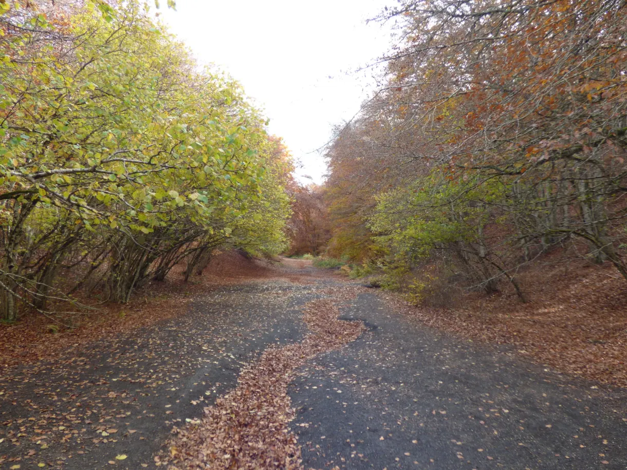 Forest road carpeted with fallen leaves