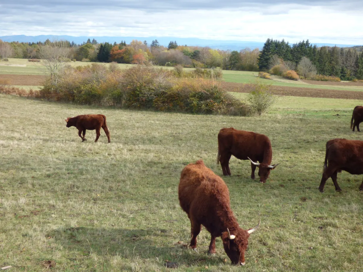 Russet Salers cows grazing in front of the autumn woods
