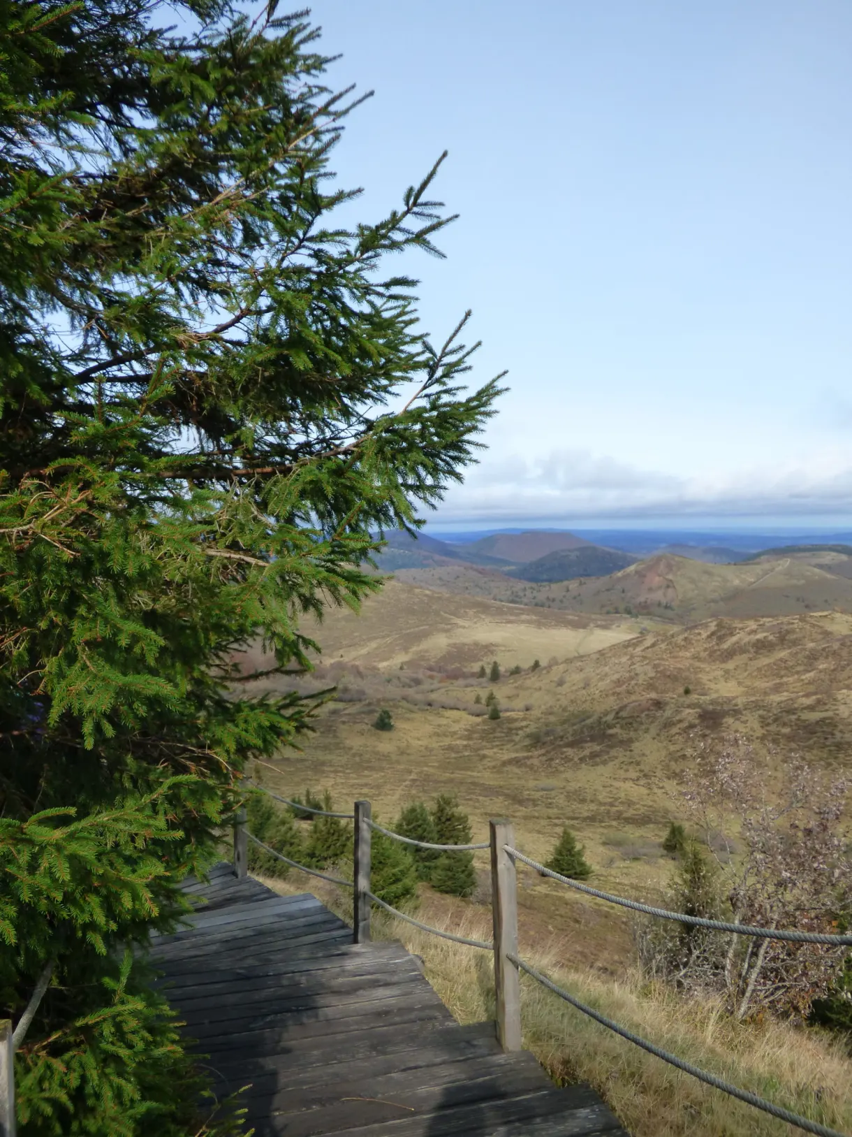 Fir tree beside the wooden staircase above the puys
