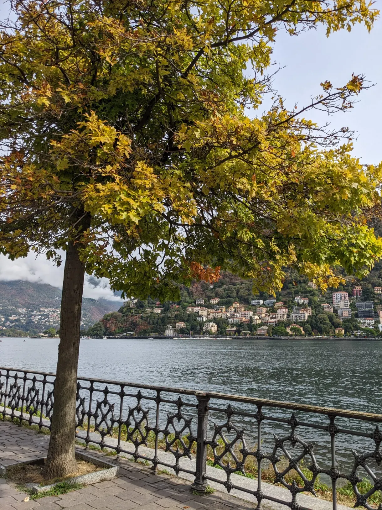 Arbre aux feuilles jaunies devant la balustrade du lac