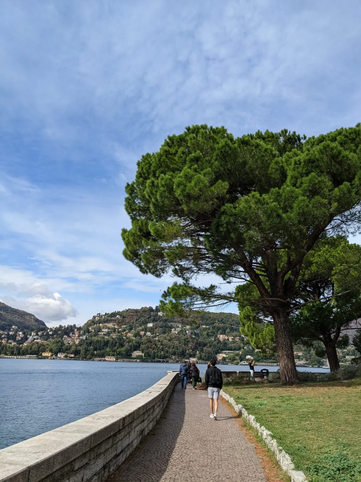 Grand pin parasol penché au-dessus de la promenade