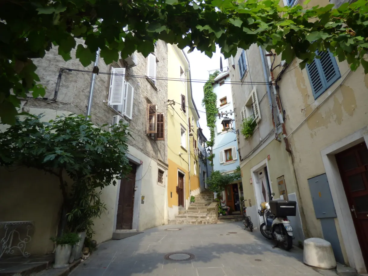 Vine trellis shading an alleyway and its scooters