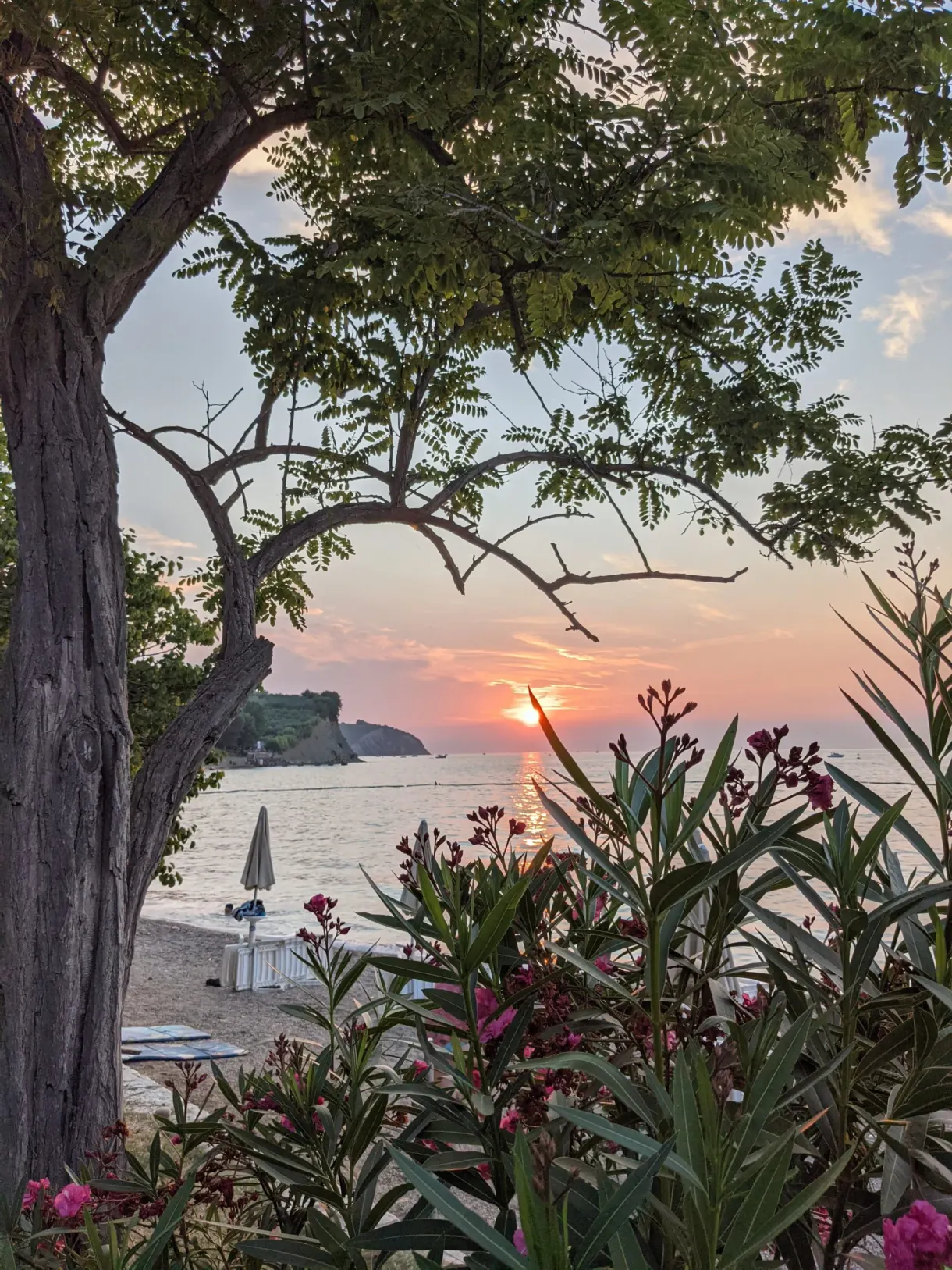 Sunset filtered through a tree and flowering oleanders