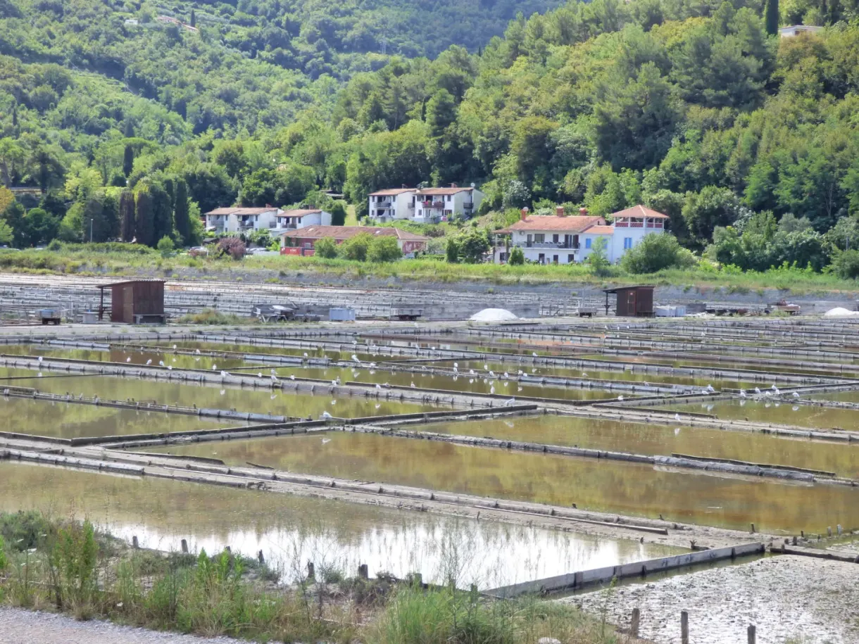 Salt pan basins laid out in a grid at the foot of the wooded hills