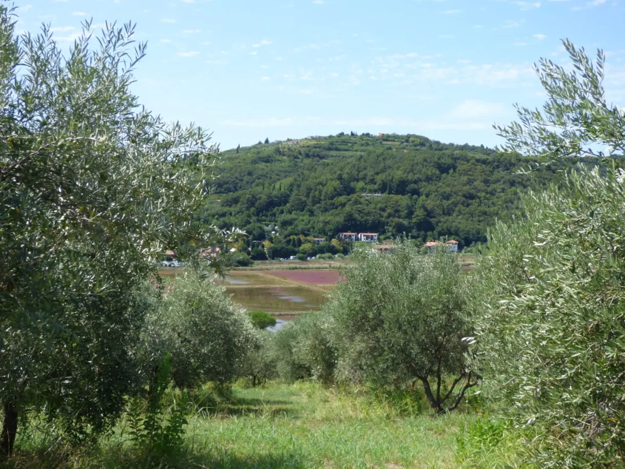 Silvery olive trees overlooking the plain of the salt pans