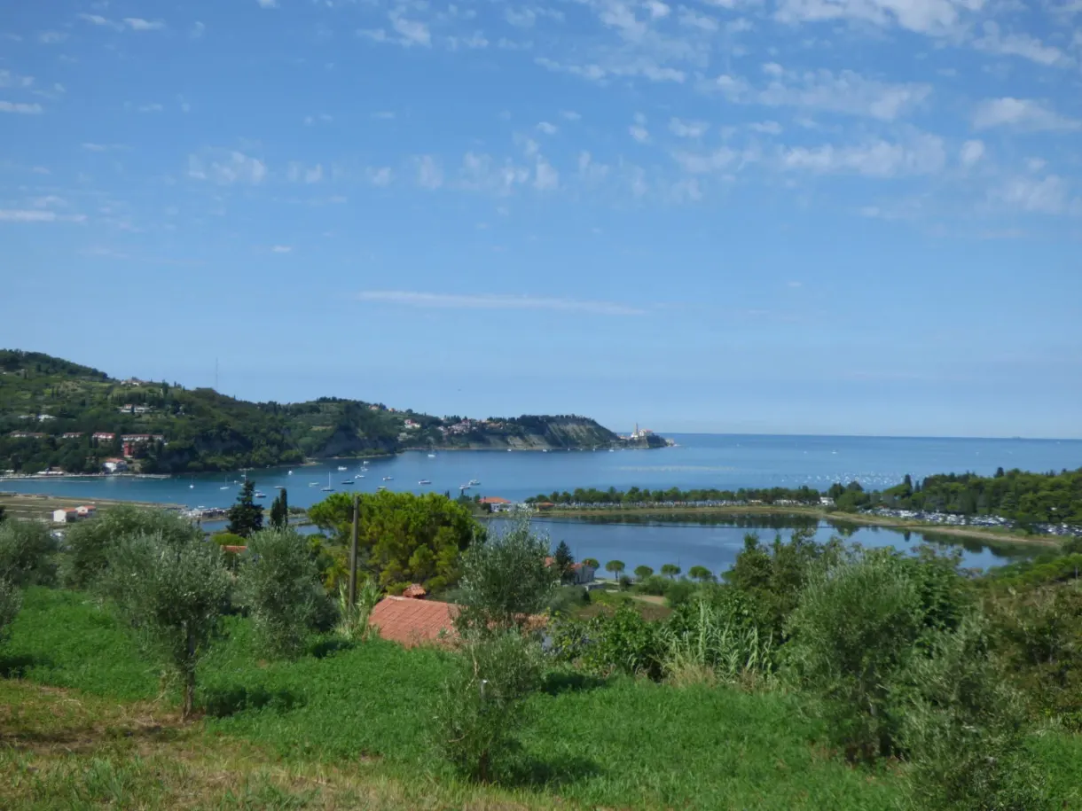 Bay closed off by a spit of land, seen from the olive trees