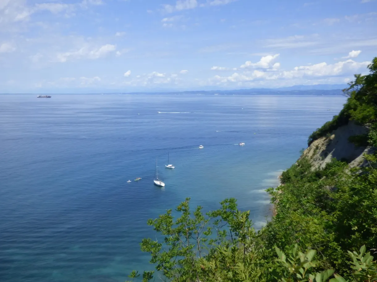 Tiny sailing boats off a wooded headland