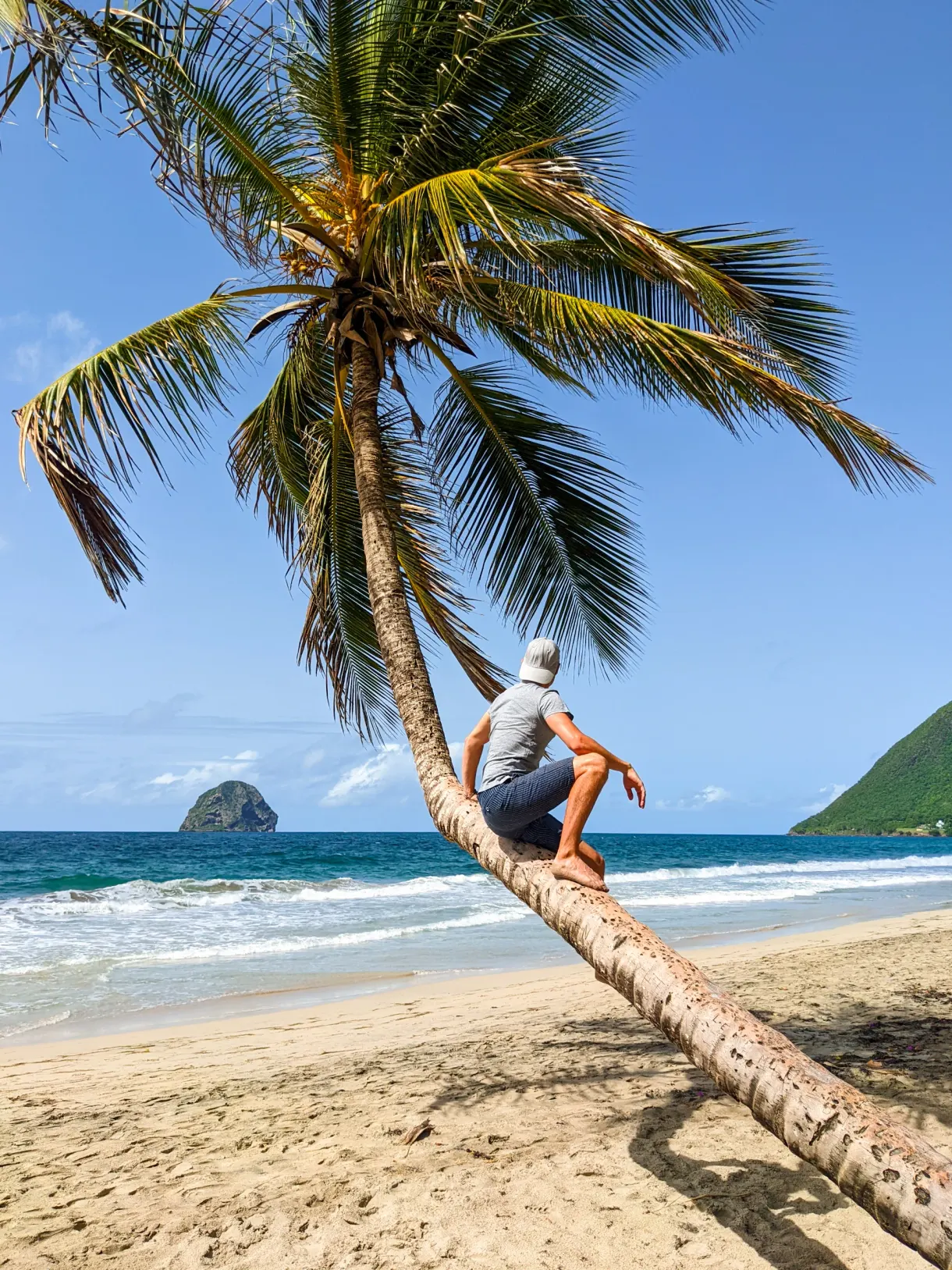 Palm trees and tropical vegetation above a beach on the Martinique coast, Le Diamant