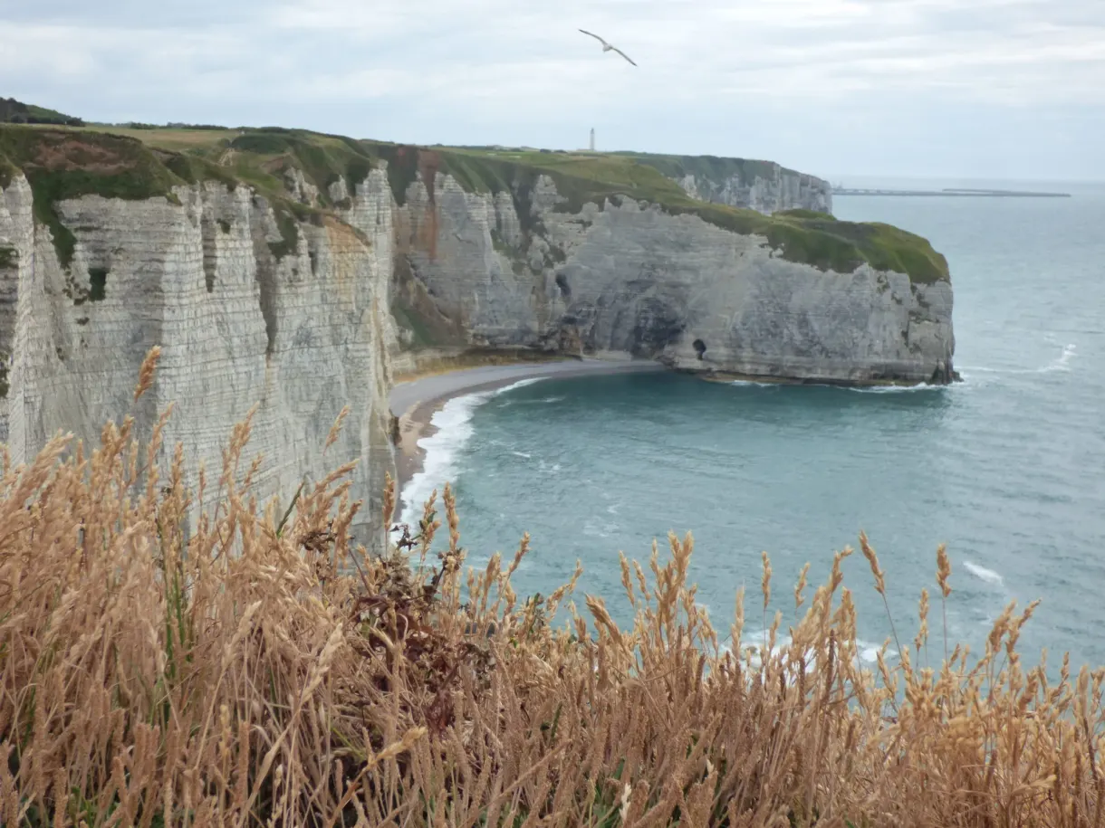 Inlet framed by dry grasses, seagull in flight above the sea