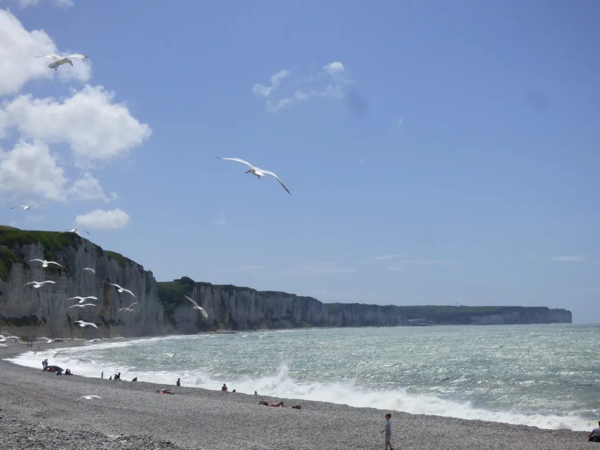 Seagulls gliding above the beach and the grey cliff
