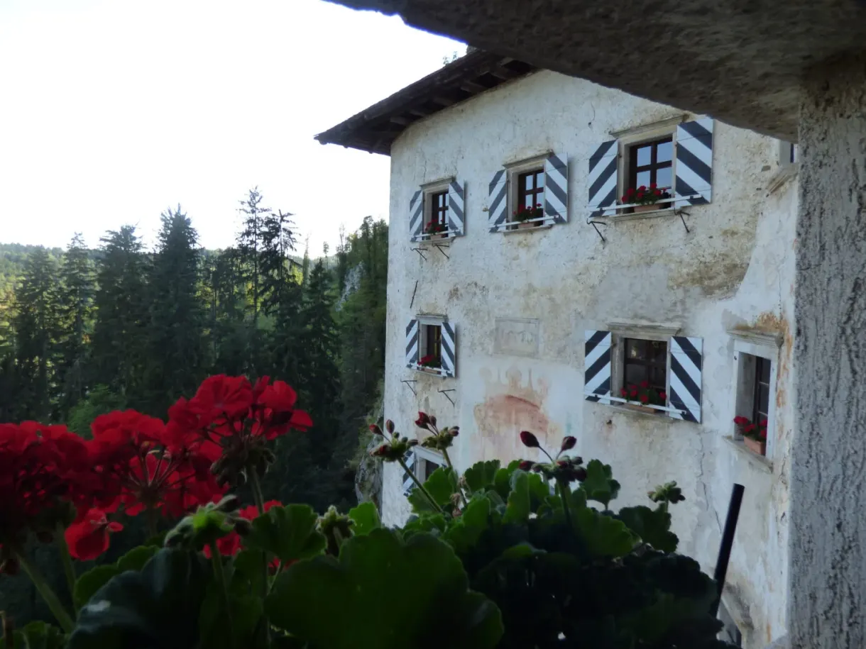White facade with striped shutters behind red geraniums