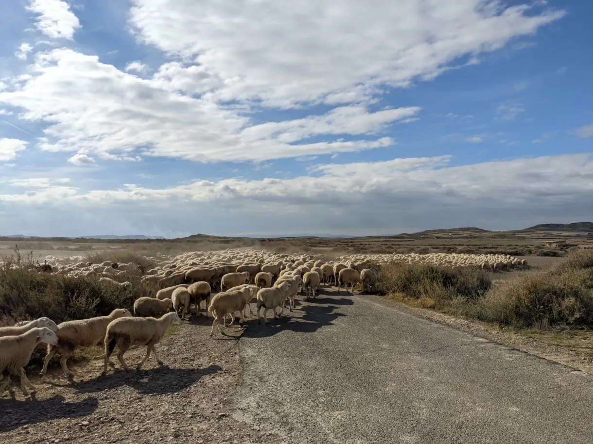 Flock of sheep crossing a desert track