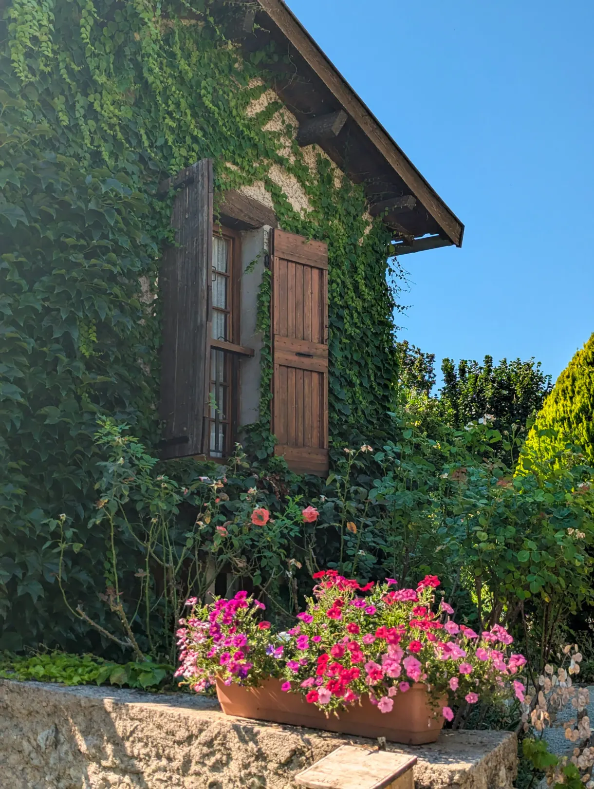 House covered in ivy and a planter of pink flowers