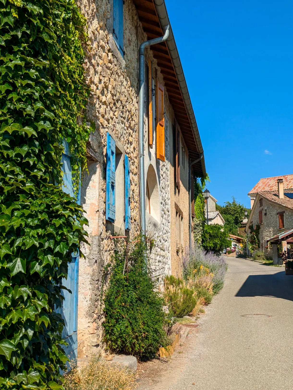 Wall covered in Virginia creeper along a hamlet lane
