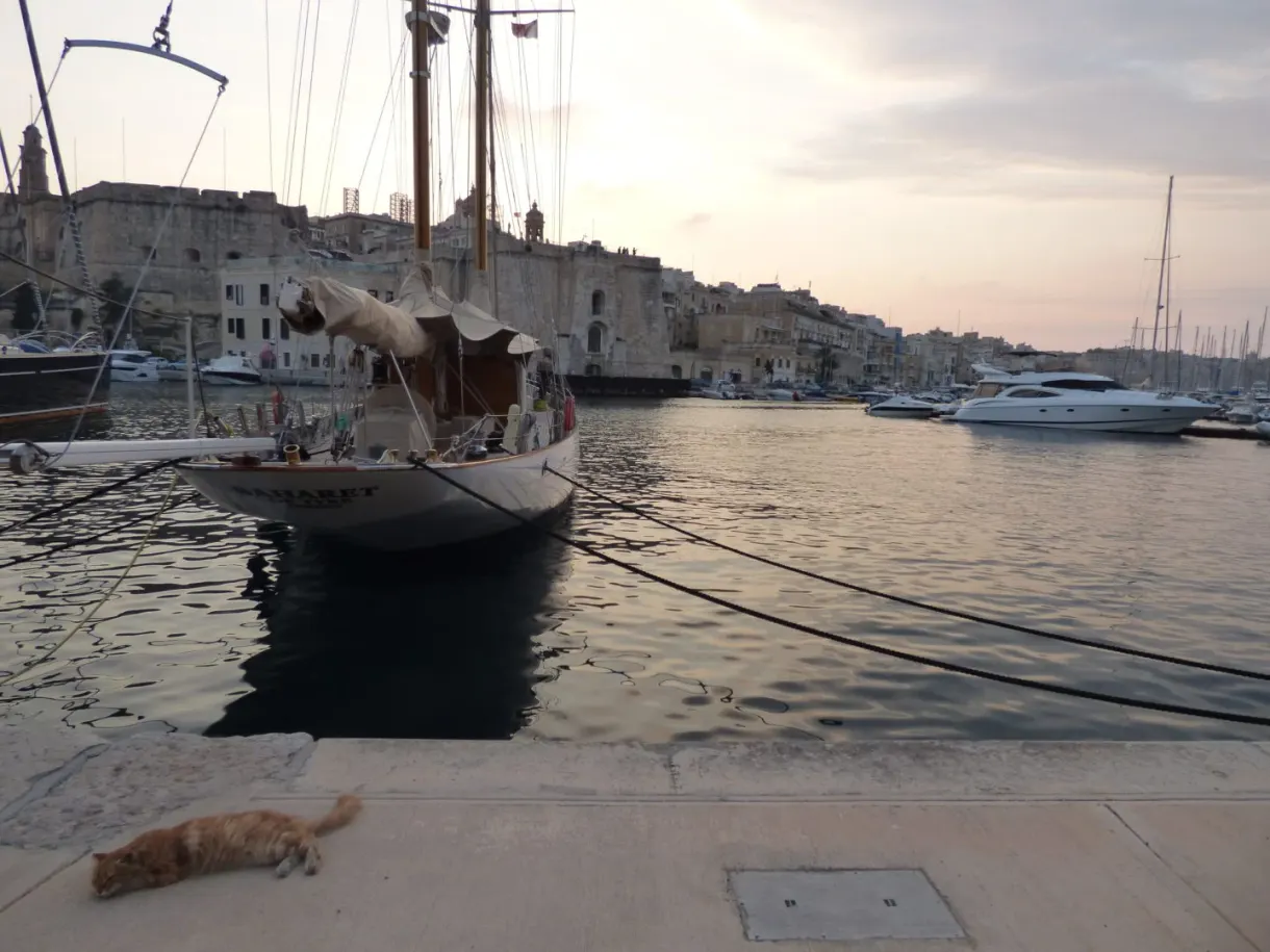 Ginger cat asleep on the quay in front of a schooner