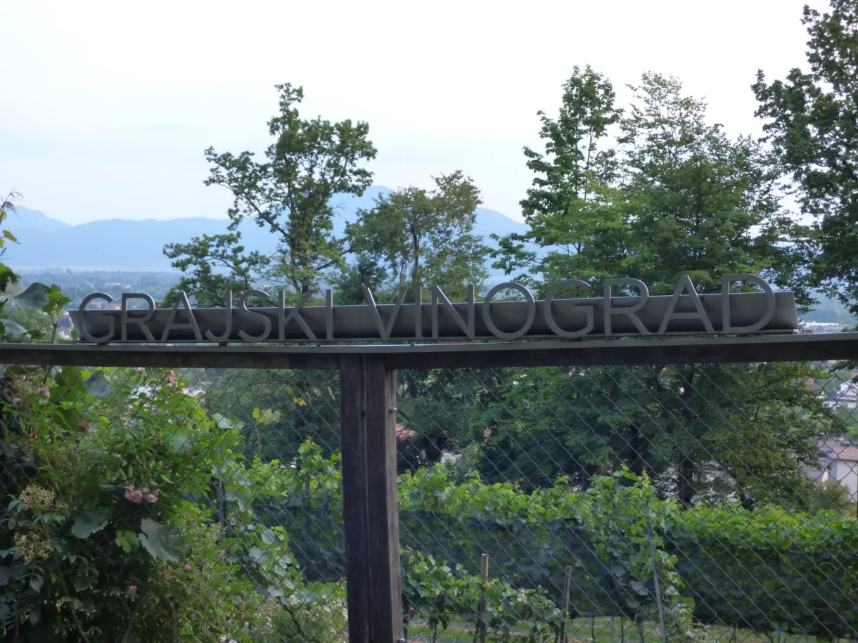 Metal gate opening onto the castle vineyard
