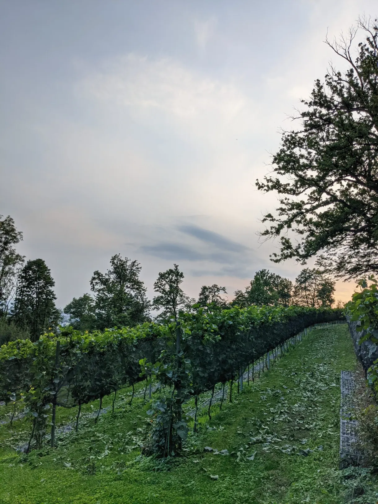 Rows of vines on the slope under an overcast sky