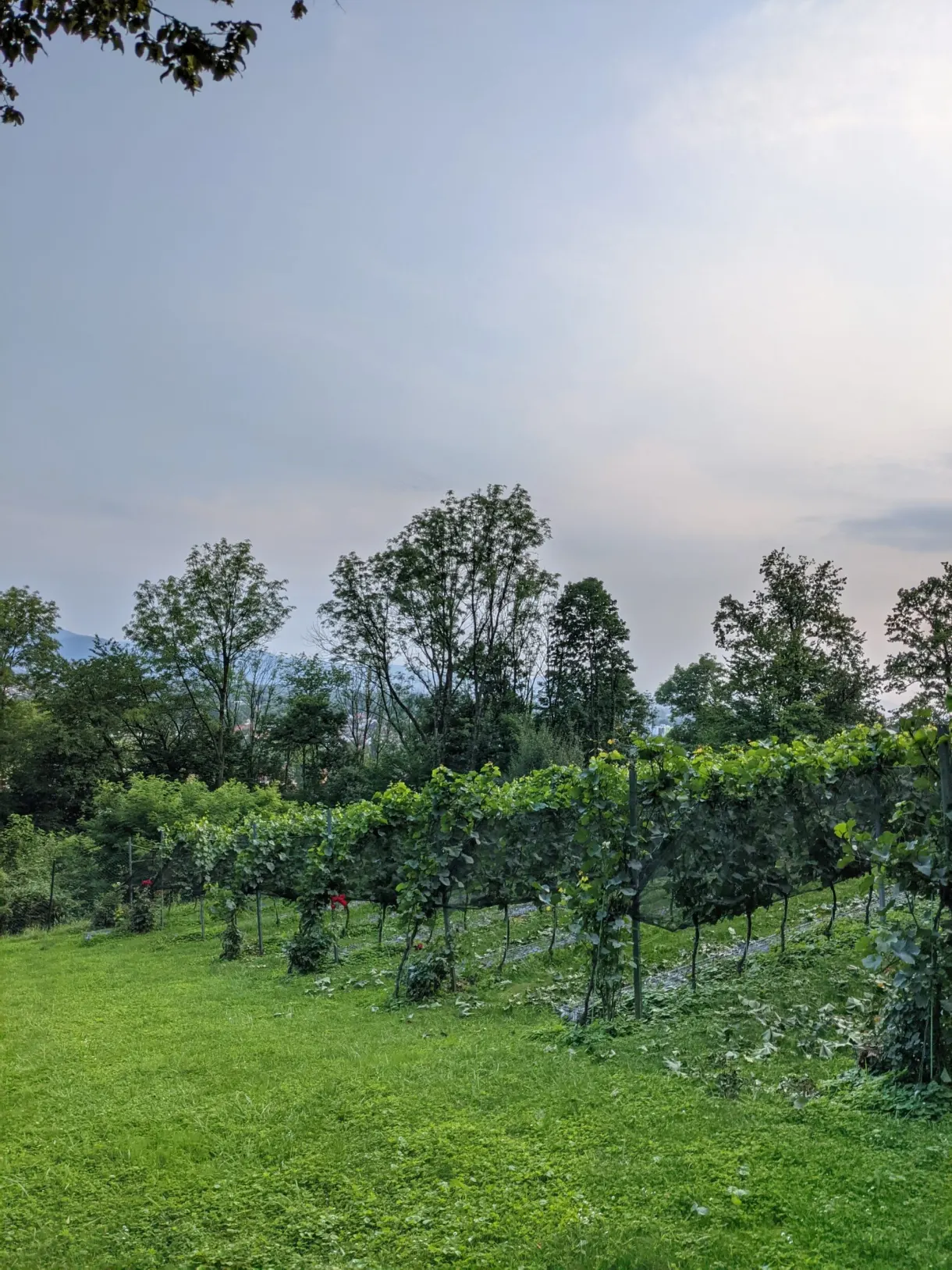 Small vineyard planted on the lawn below the trees