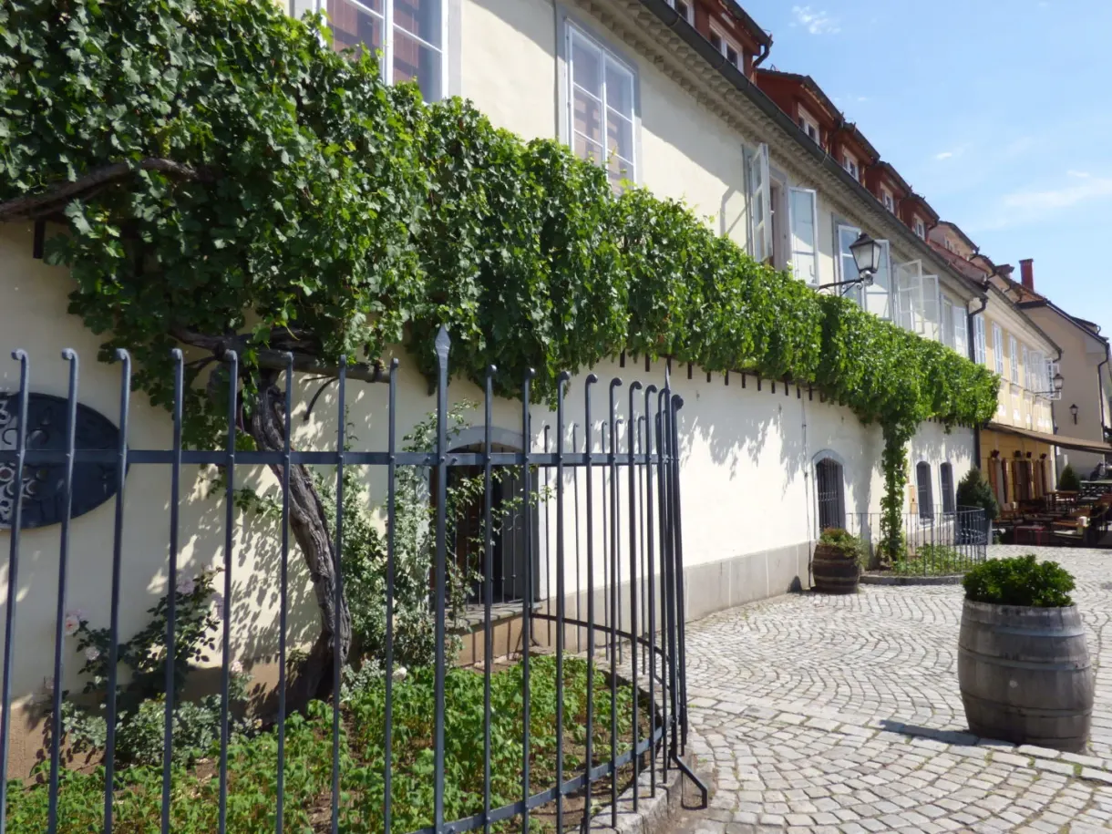 Vine trellis running along a white house