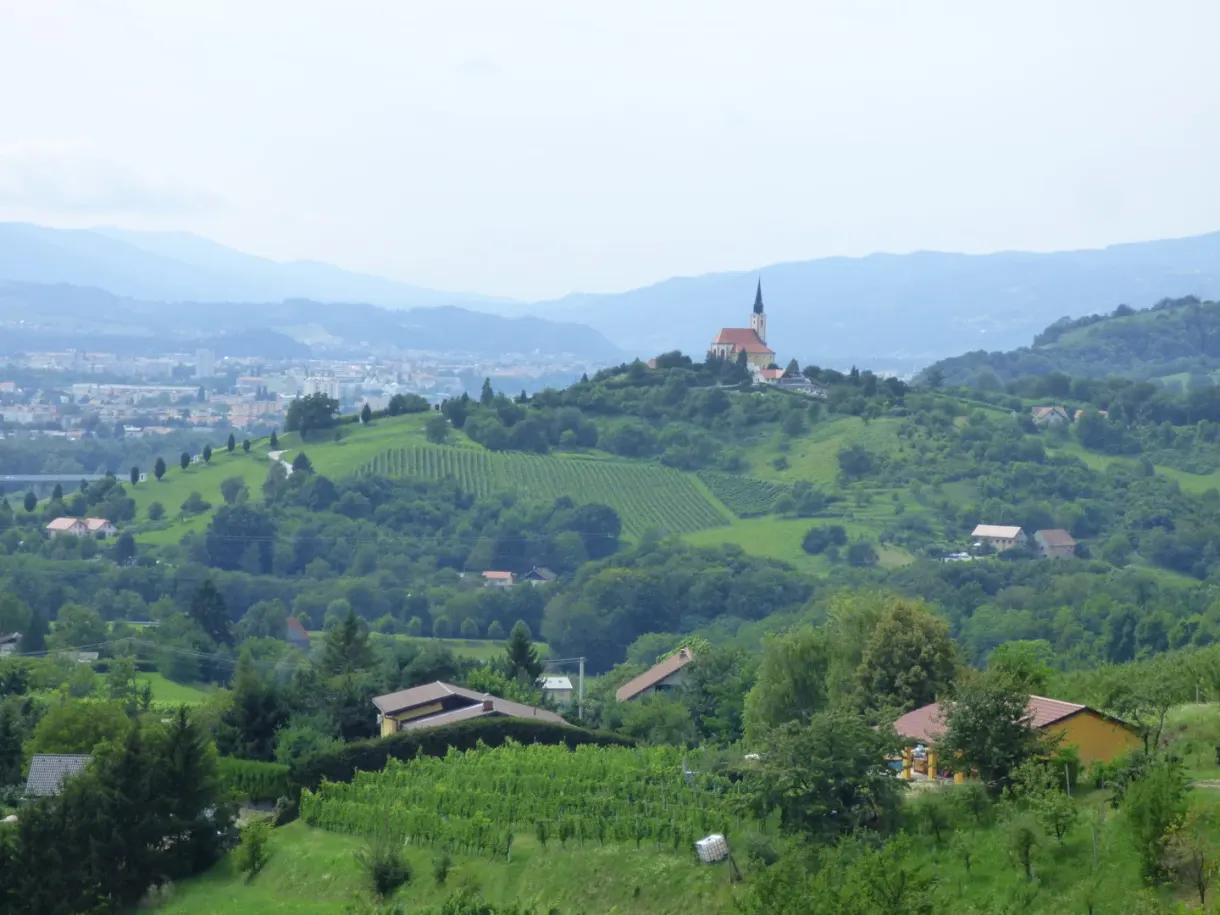 Hills covered with vines and scattered farms