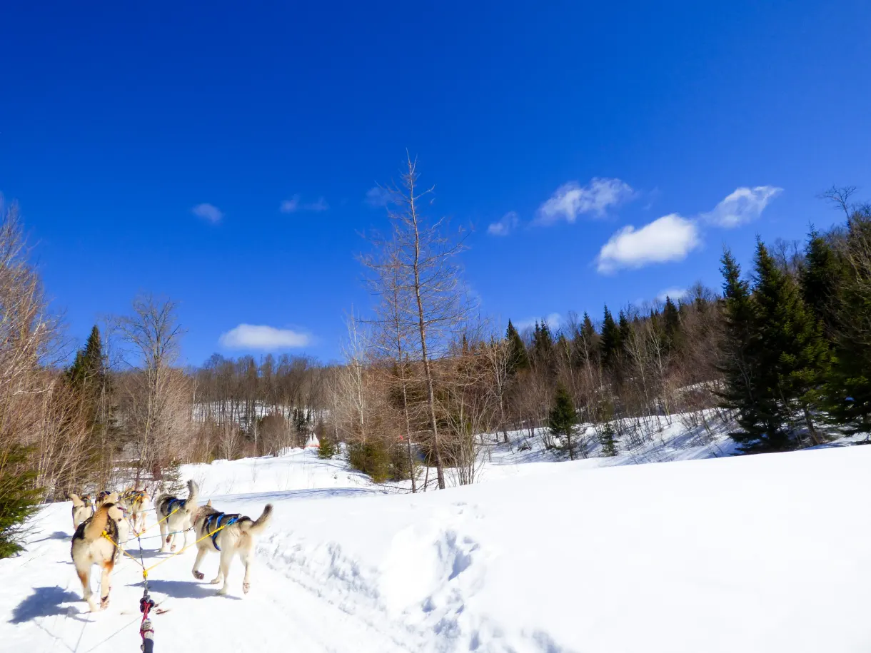 Attelage de chiens s'élançant sur la piste enneigée