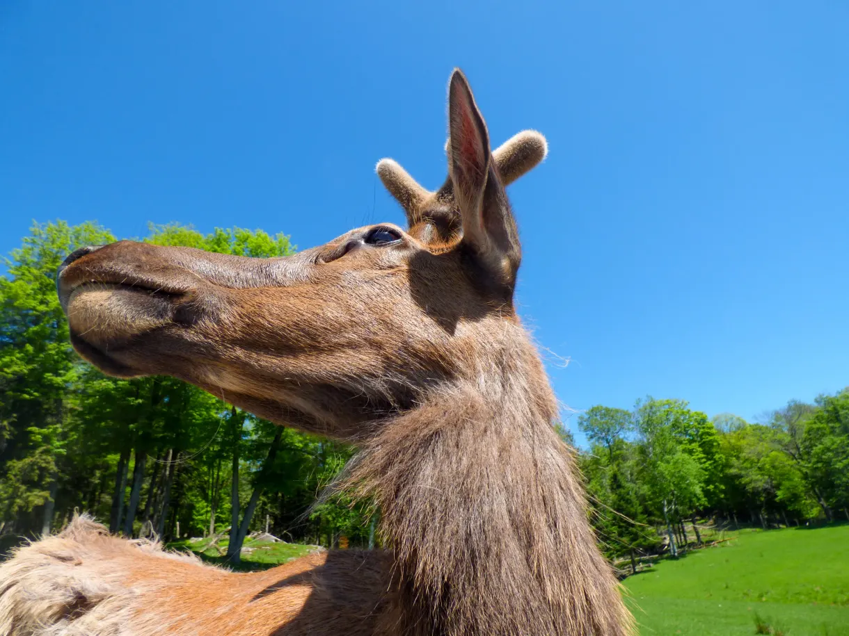 Wapiti aux bois développés au bord de la route du parc