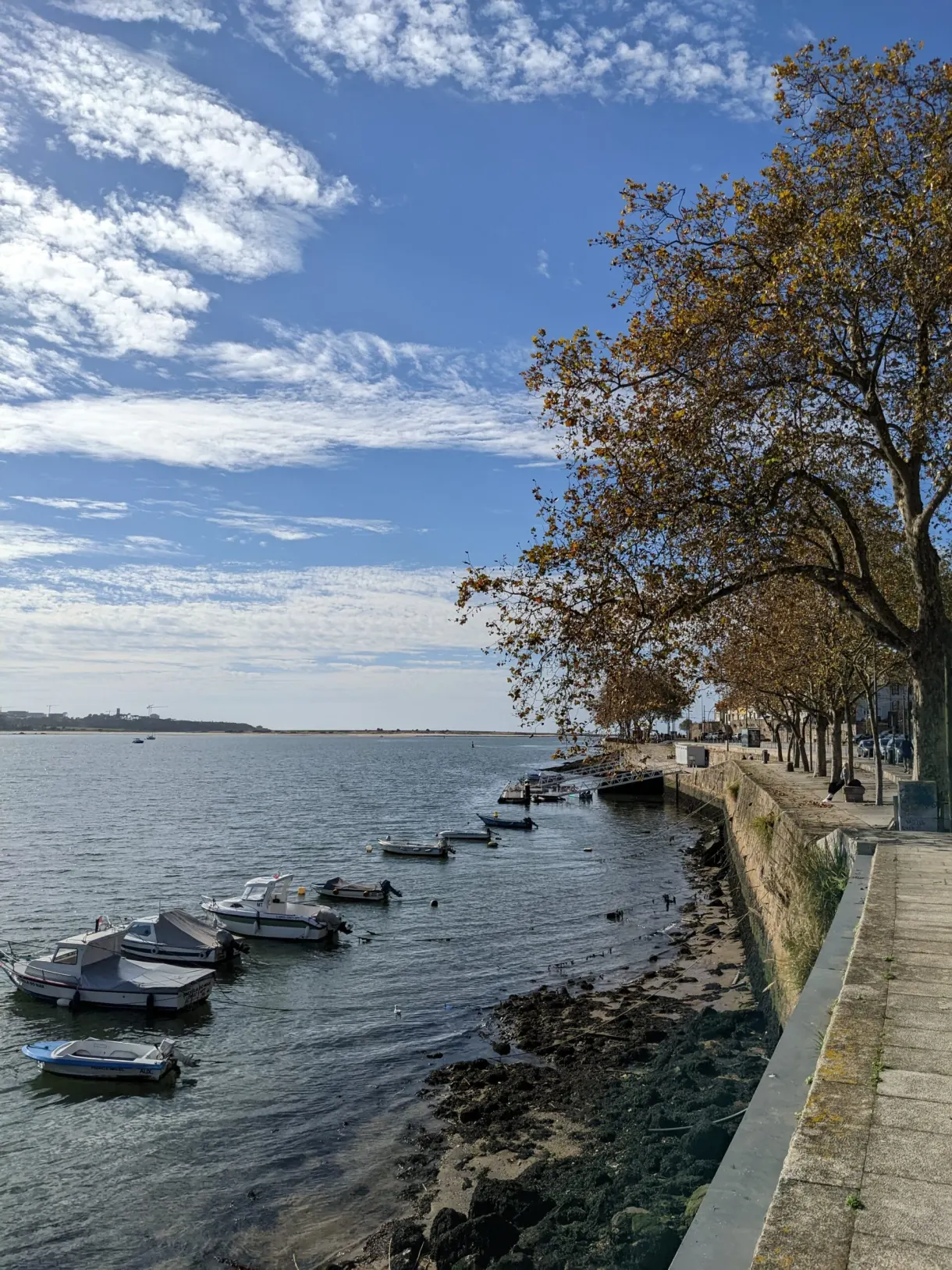 Petites barques amarrées le long de la rive arborée