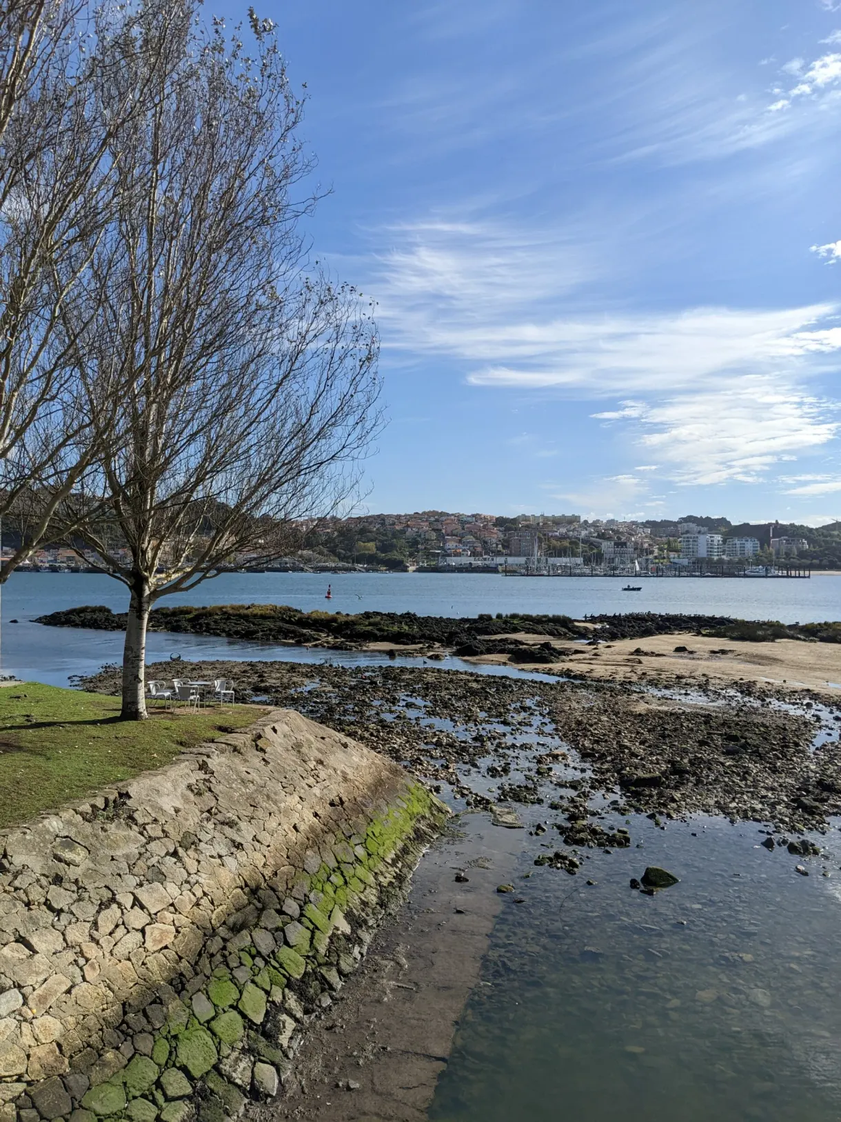Arbre penché au-dessus de l'estuaire à marée basse